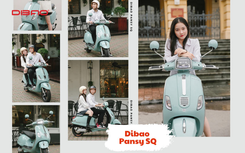 Bạn nên mua Dibao Pansy SQ tại các đại lý phân phối chính thức của Dibao